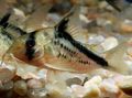Elongated Aquarium Fish False Bandit Cory care and characteristics, Photo