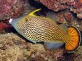 Oval Zierfische Fantail Filefish Orange kümmern und Merkmale, Foto