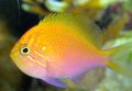 Oval Aquarium Fish Fathead Sunburst Anthias care and characteristics, Photo
