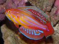 Bunt Filamentierten Flasher-Lippfische, Foto und Merkmale