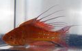 Red Filamented flasher-wrasse Aquarium Fish, Photo and characteristics