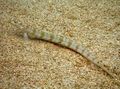 Serpentine Aquarium Fish Filamented Sand Eel Diver (Spotted Sand Diver) care and characteristics, Photo
