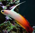 Photo Firefish description and characteristics