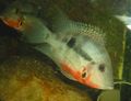 Oval Aquarium Fish Firemouth Cichlid care and characteristics, Photo