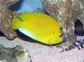 Yellow Flagfin Angelfish, Photo and characteristics
