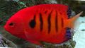 Striped Flame Angelfish, Photo and characteristics