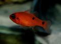 Photo Aquarium Fish Flame Cardinal characteristics