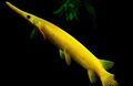 Yellow Florida gar Aquarium Fish, Photo and characteristics