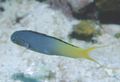 Elongated Aquarium Fish Forktail Blenny, Yellowtail Fangblenny care and characteristics, Photo