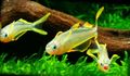 Gold Forktail Regenbogenfisch, Foto und Merkmale