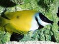 Yellow Foxface Lo Aquarium Fish, Photo and characteristics