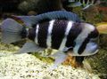 Striped Frontosa Cichlid Aquarium Fish, Photo and characteristics