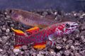 Red Fundulopanchax Aquarium Fish, Photo and characteristics
