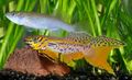Motley Fundulopanchax Aquarium Fish, Photo and characteristics