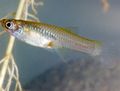 Silver Gambusia Aquarium Fish, Photo and characteristics