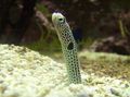 Spotted Garden Eel Aquarium Fish, Photo and characteristics
