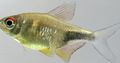 Elongated Aquarium Fish Garnet Tetra, Pretty Tetra care and characteristics, Photo