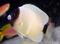 White Genicanthus Aquarium Fish, Photo and characteristics