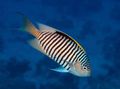 Striped Genicanthus Aquarium Fish, Photo and characteristics