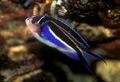 Motley Genicanthus Aquarium Fish, Photo and characteristics