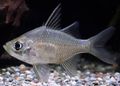 Silver Giant Glassfish, Photo and characteristics