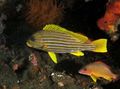 Photo Aquarium Fish Giant Sweetlips characteristics