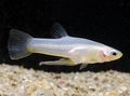 Silver Girardinus Aquarium Fish, Photo and characteristics