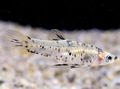Spotted Girardinus Aquarium Fish, Photo and characteristics