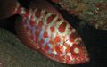 Oval Glass Eye Squirrelfish care and characteristics, Photo