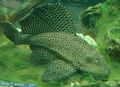 Länglich Zierfische Glyptoperichthys Gibbiceps kümmern und Merkmale, Foto