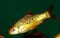 Elongated Aquarium Fish Gold Barb care and characteristics, Photo