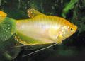 Oval Aquarium Fish Gold gurami care and characteristics, Photo
