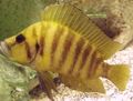 Striped Gold Head Compressicep Cichlid Aquarium Fish, Photo and characteristics