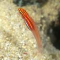 Red Gold Neon Eviota Goby (Neon Pygmy Goby) Aquarium Fish, Photo and characteristics