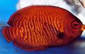 Red Golden Angel Aquarium Fish, Photo and characteristics