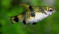 Elongated Aquarium Fish Golden Dwarf Barb care and characteristics, Photo