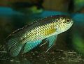 Elongated Aquarium Fish Golden Dwarf Cichlid care and characteristics, Photo