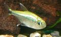 Photo Aquarium Fish Golden Tetra characteristics