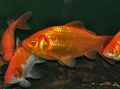 Gold Goldfish, Photo and characteristics