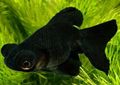 Black Goldfish, Photo and characteristics