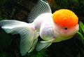 Weiß Goldfisch, Foto und Merkmale