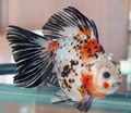 Motley Goldfish, Photo and characteristics