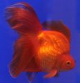 Red Goldfish, Photo and characteristics