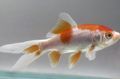 Spotted Goldfish, Photo and characteristics