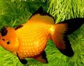 Gelb Goldfisch, Foto und Merkmale