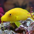 Länglich Zierfische Goldsaddle Meerbarbe (Gelbe Meerbarbe) kümmern und Merkmale, Foto