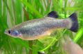 Silver Goodea Aquarium Fish, Photo and characteristics