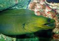 Serpentine Aquarium Fish Green Eel care and characteristics, Photo