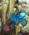 Motley Green Mandarin Aquarium Fish, Photo and characteristics