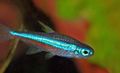 Elongated Aquarium Fish Green Neon Tetra care and characteristics, Photo